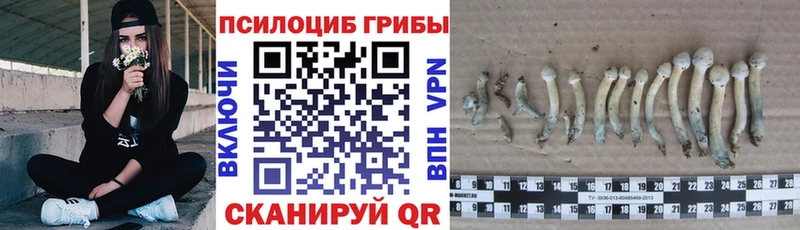 Купить где Урюпинск Псилоцибиновые грибы Psilocybine cubensis